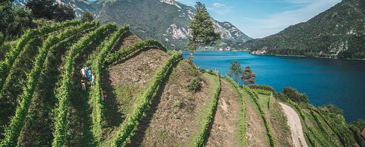 Sartori Organic Farm