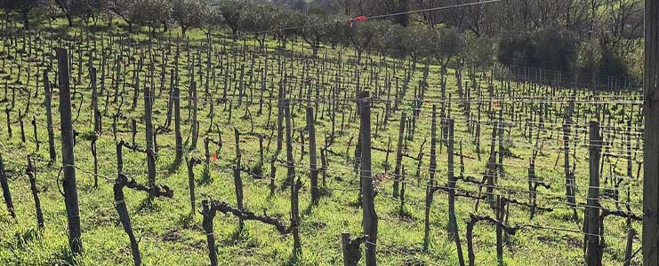 Vigna Villae in Taurasi