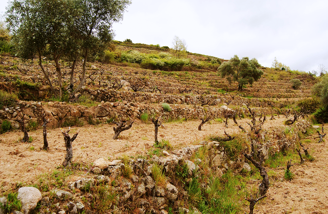 Viñas del Cambrico
