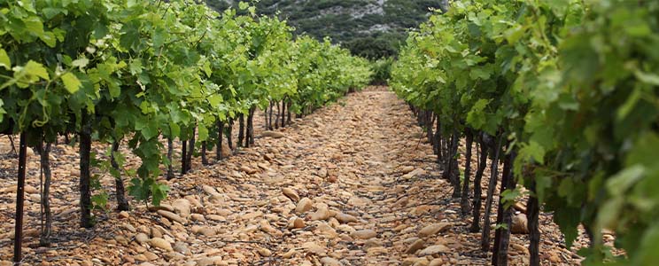 Domaine Bois de Brignon