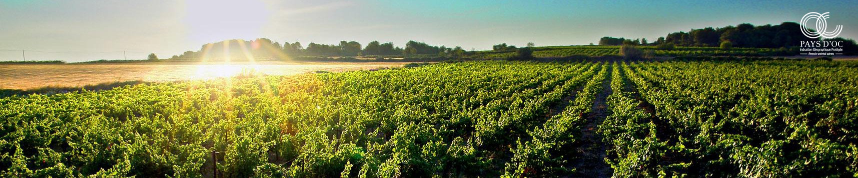 Goldener Herbst mit den besten Pays d'Oc IGP Weinen