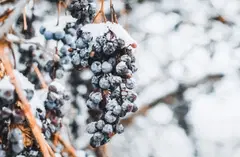 snow-covered vineyard during the winter