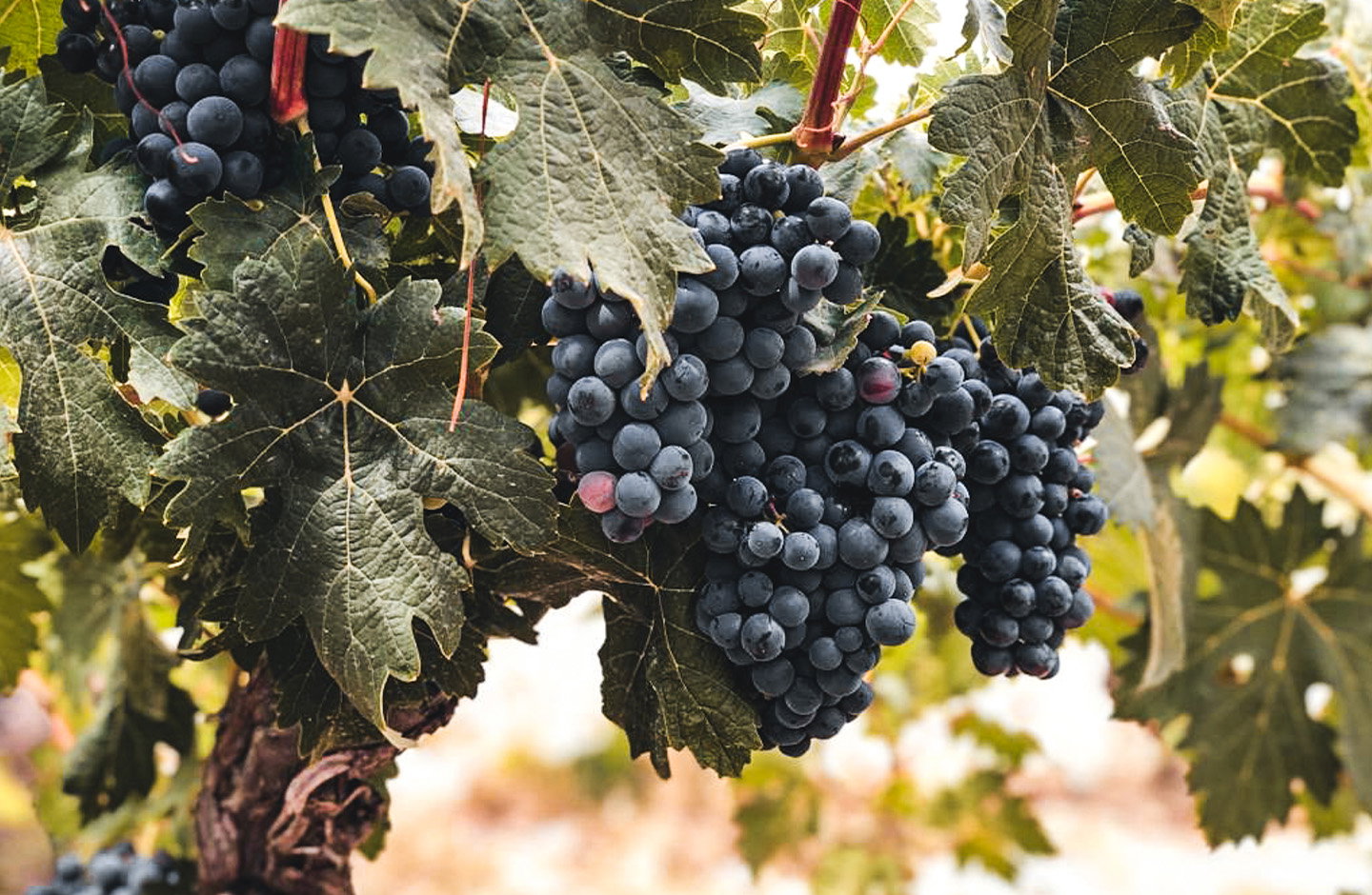Vinum Vitae
