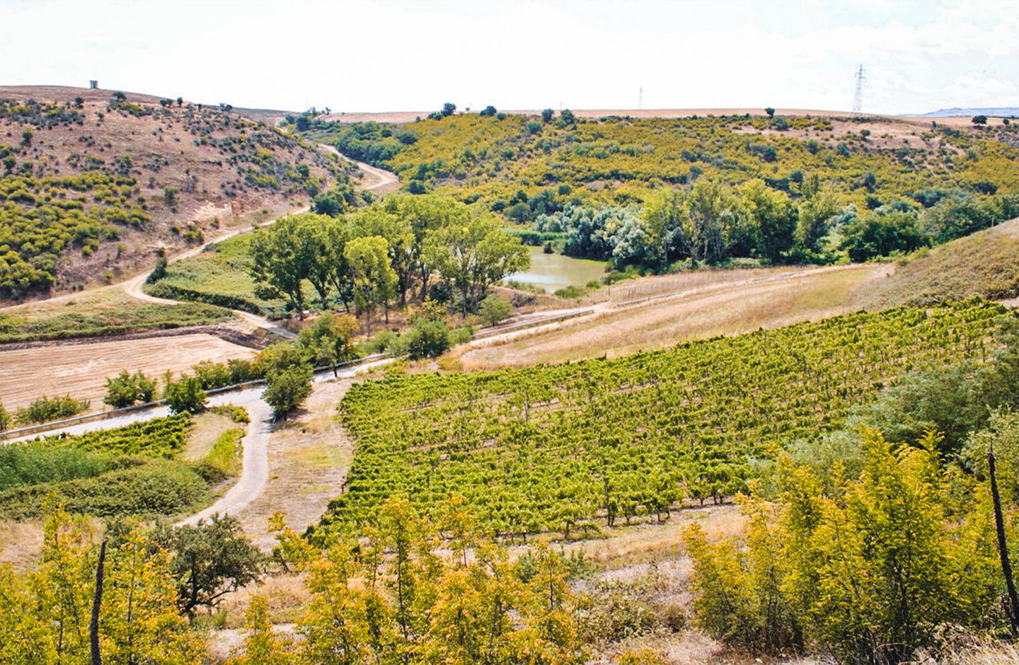 Vigne Mastrodomenico