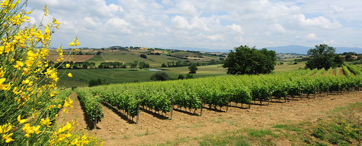 Podere il Fitto