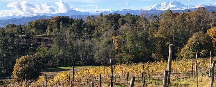 Cantine Cogo