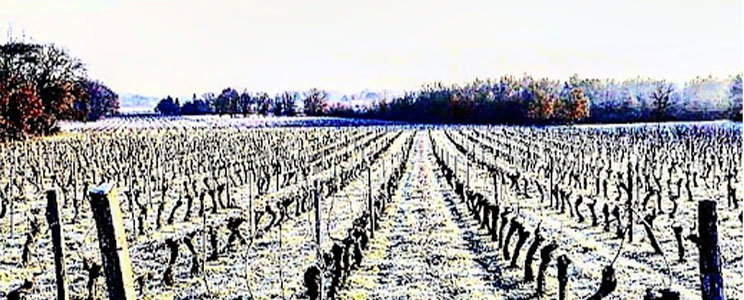 Chateau Terre Fauve