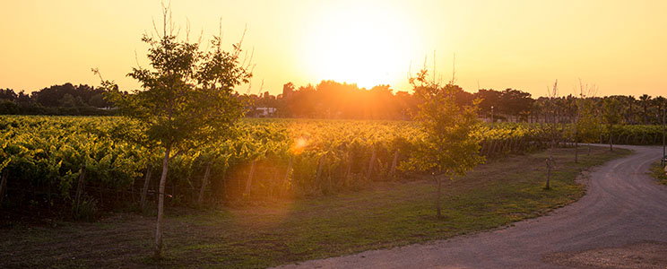 Tenuta Corallo
