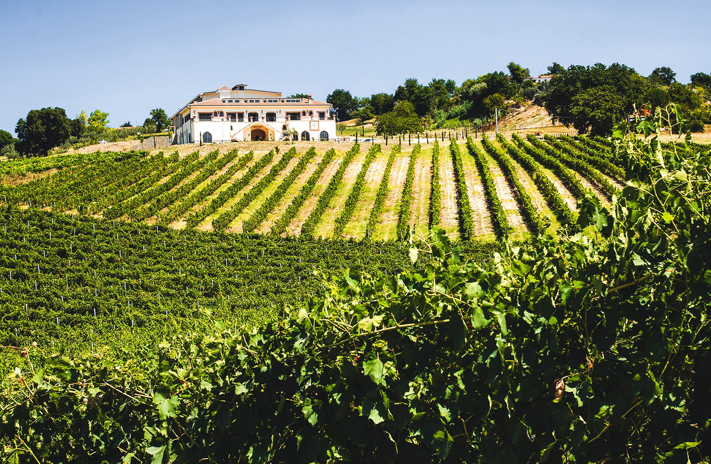 Tenuta Santa Lucia
