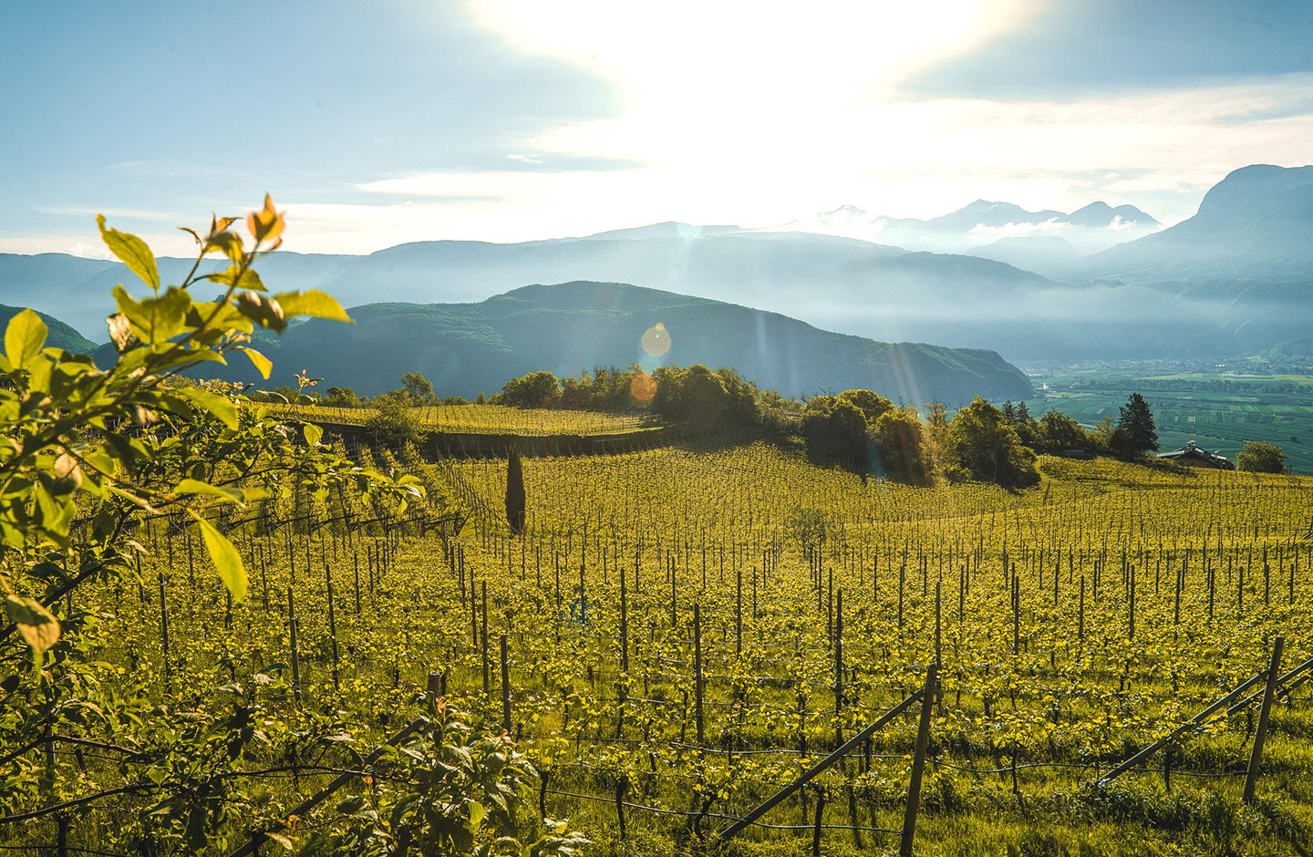 Tramin